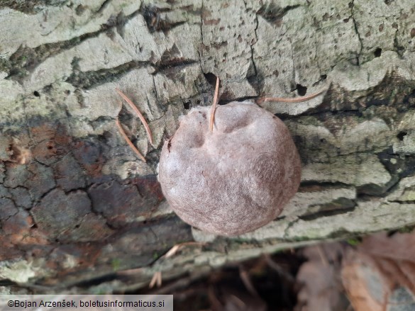 Enteridium lycoperdon