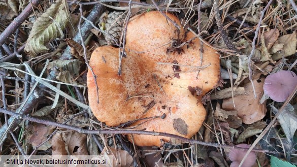 Lactarius deliciosus