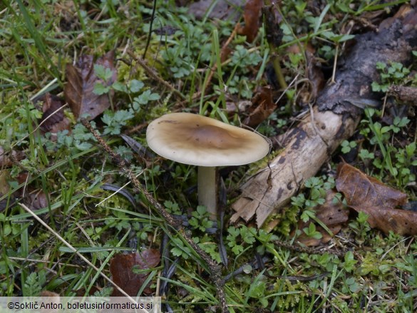 Melanoleuca cognata