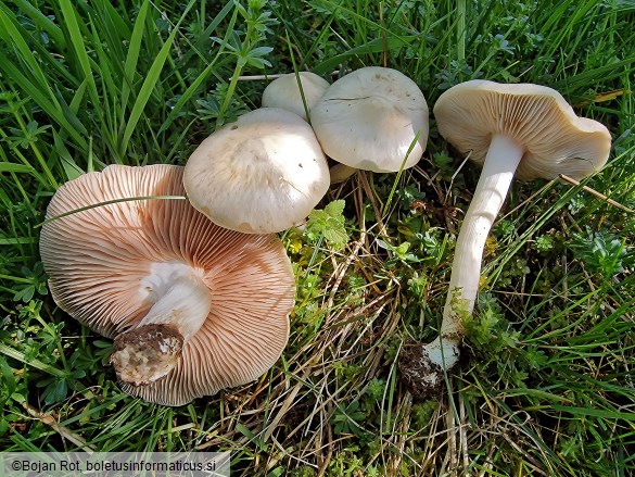 Entoloma sepium