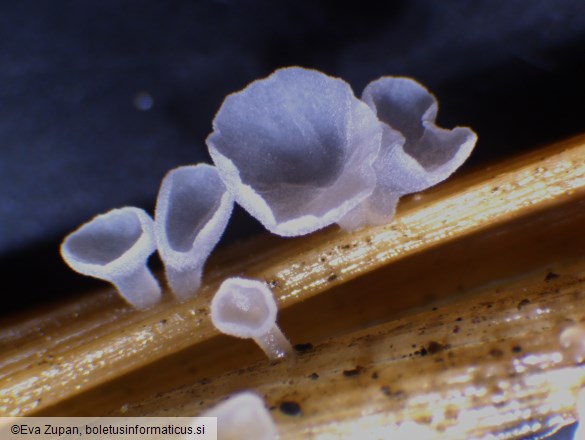Calyptella capula