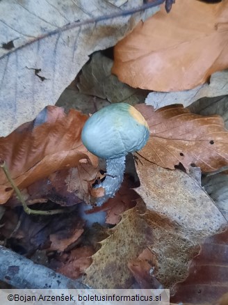 Stropharia aeruginosa