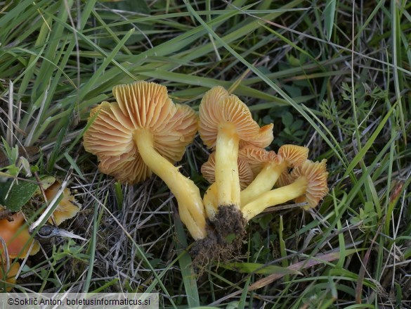 Hygrocybe aurantiosplendens