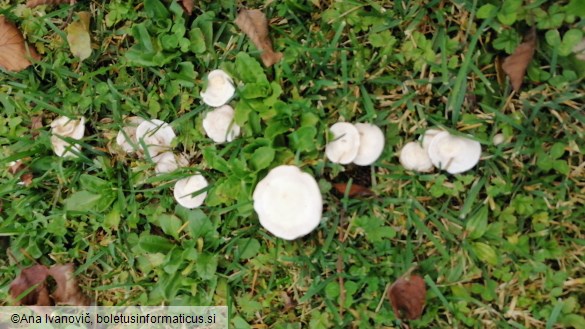 Clitocybe dealbata