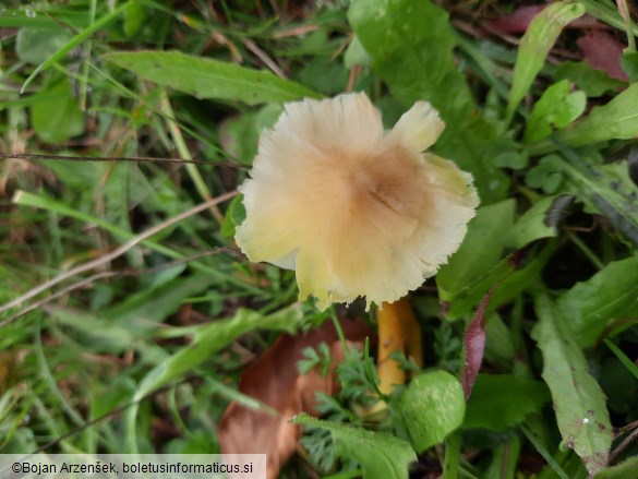 Hygrocybe citrinovirens