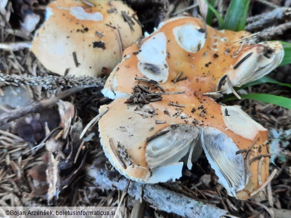 Russula decolorans