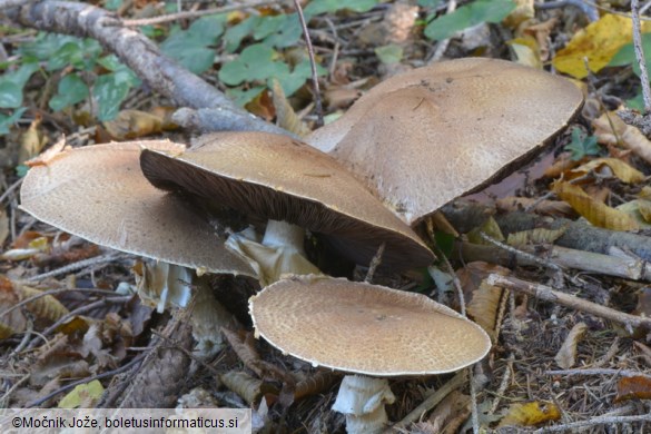 Agaricus augustus