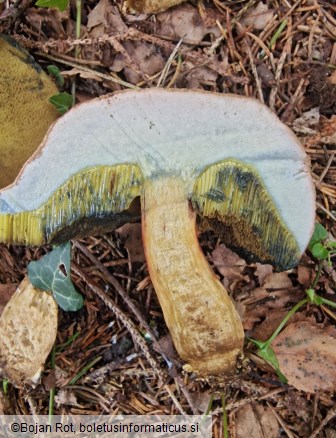 Hortiboletus bubalinus