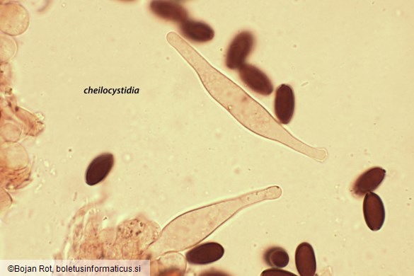 Psathyrella corrugis