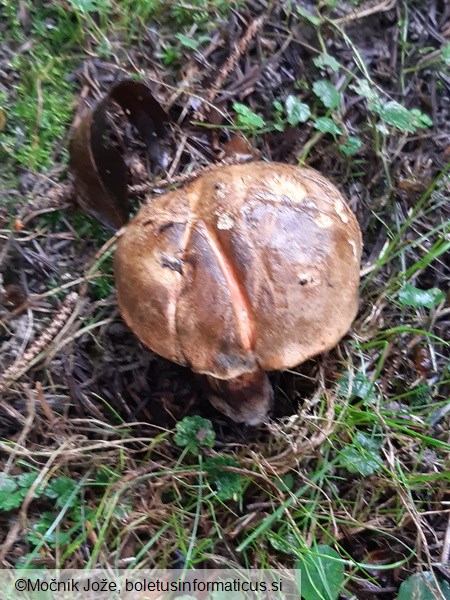 Cyanoboletus pulverulentus