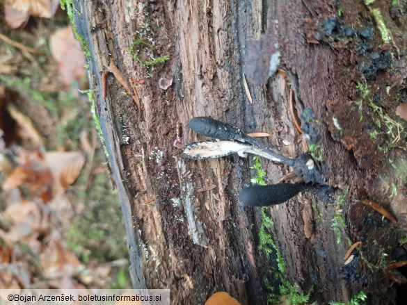 Xylaria longipes