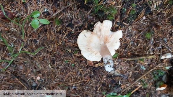 Lactarius aurantiacus