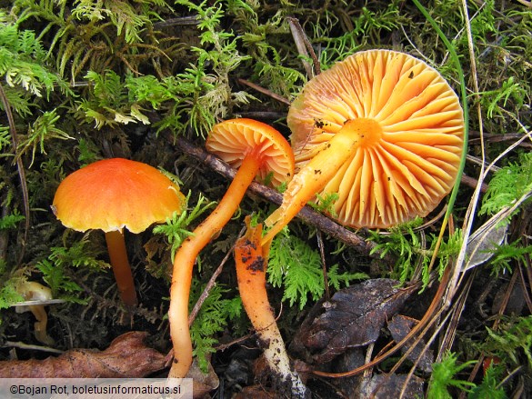 Hygrocybe mucronella