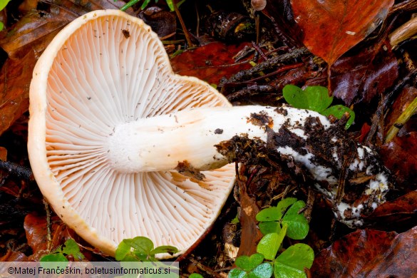 Hygrophorus abieticola