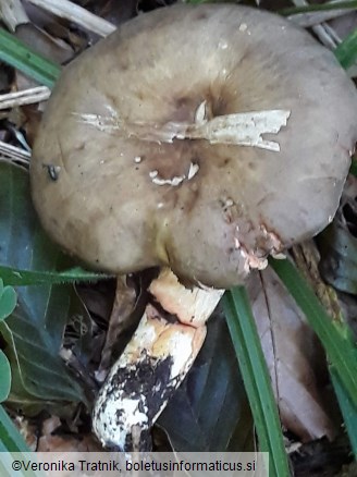 Lactarius pterosporus