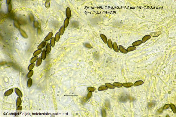 Jackrogersella minutella