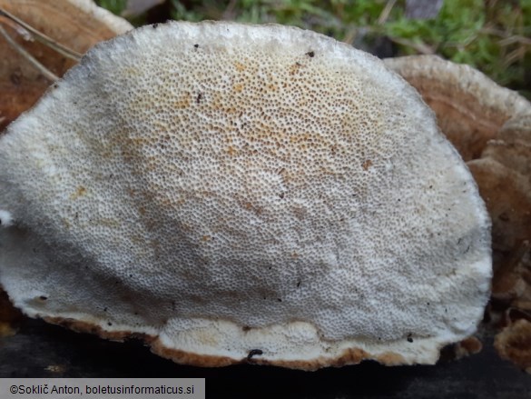 Trametes ochracea