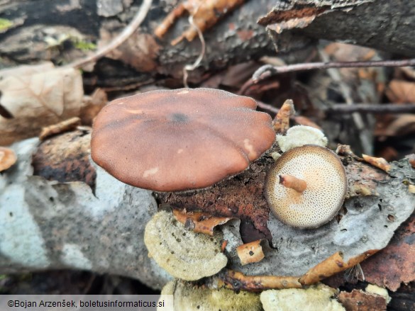 Polyporus brumalis