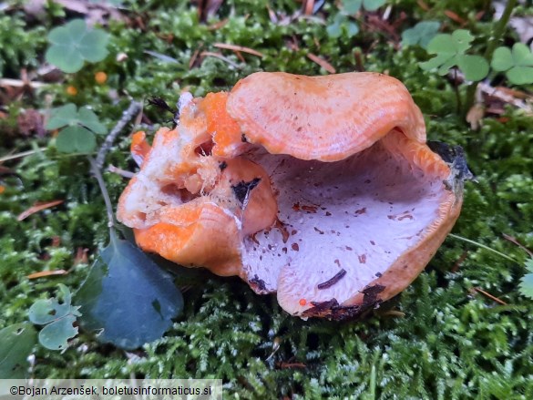 Hypomyces lateritius