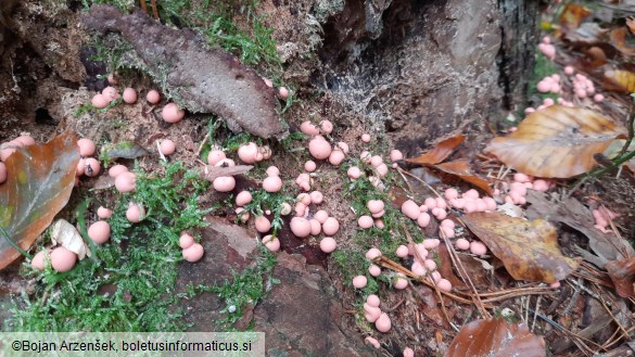 Lycogala epidendrum
