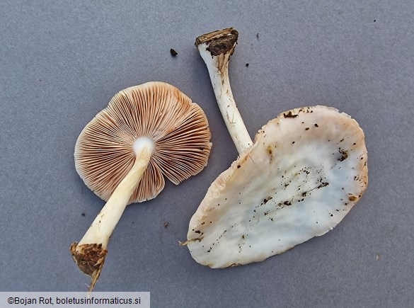 Pluteus pellitus