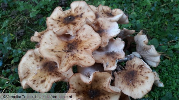 Armillaria mellea