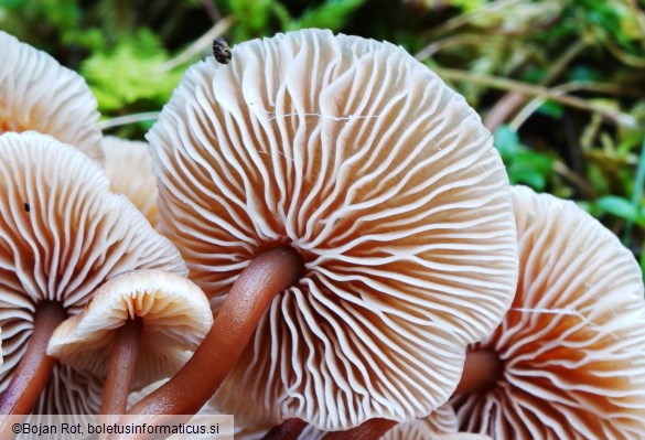 Gymnopus brassicolens