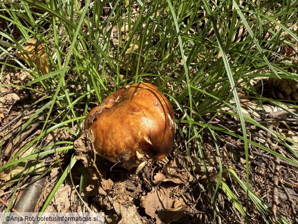 Russula foetens