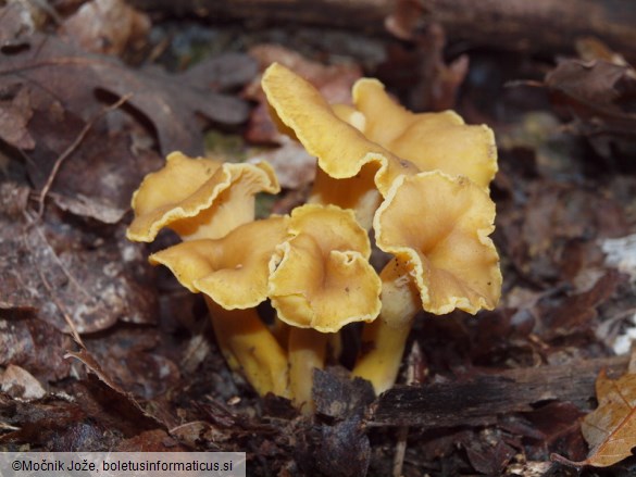 Cantharellus melanoxeros