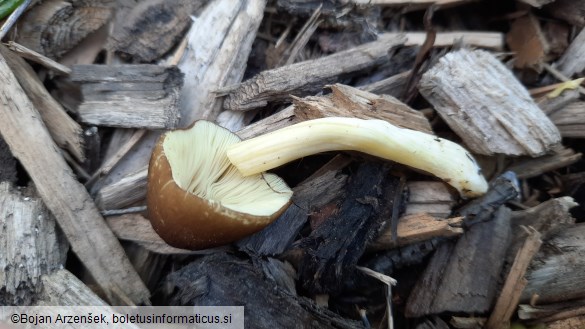 Pluteus romellii