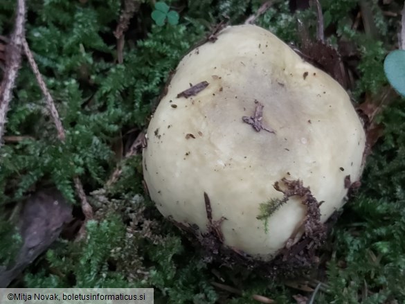 Russula carpini