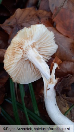 Hygrophorus discoxanthus