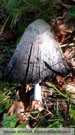 Coprinus comatus