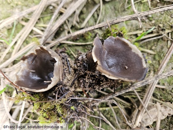 Helvella leucomelaena