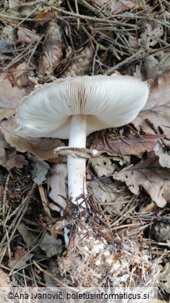 Chlorophyllum olivieri