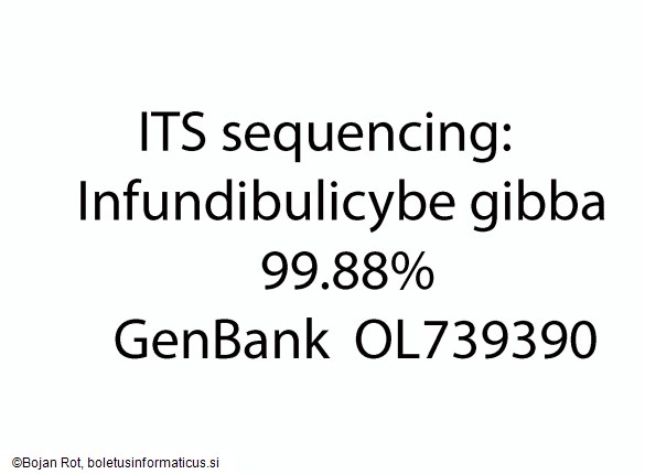 Infundibulicybe gibba