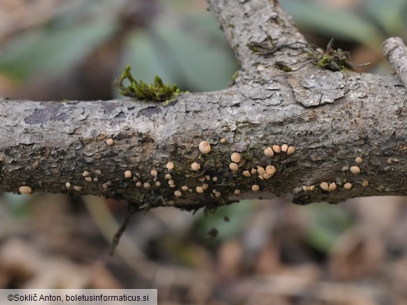 Pezicula acericola