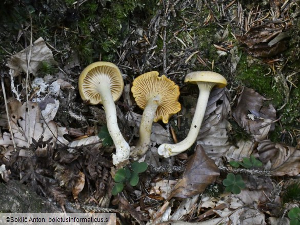 Cantharellus amethysteus