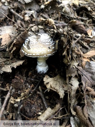 Amanita pantherina