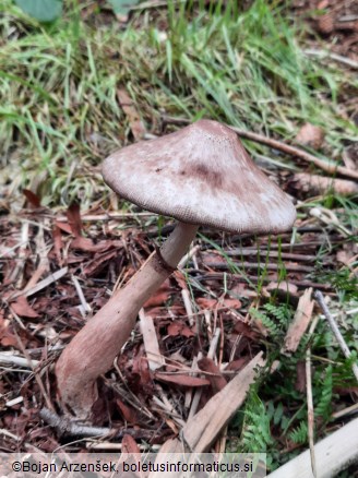 Leucoagaricus americanus