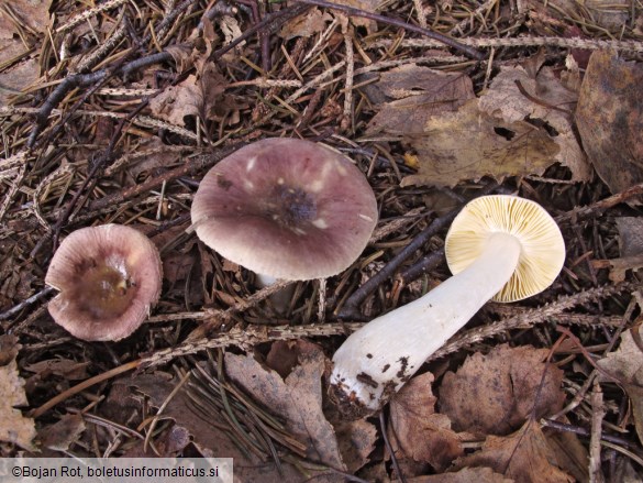 Russula nauseosa