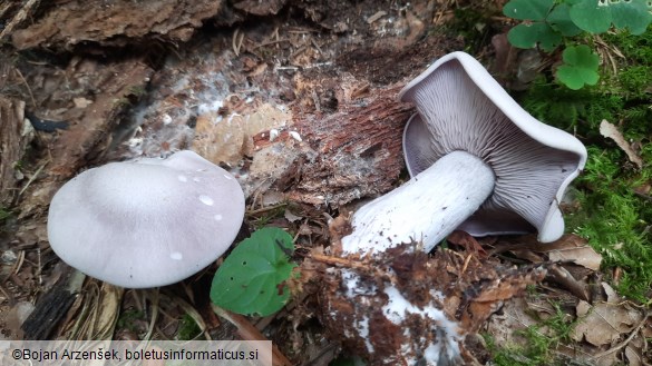 Lepista glaucocana