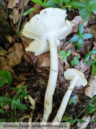 Amanita eliae