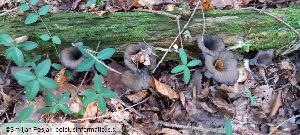 Craterellus cornucopioides