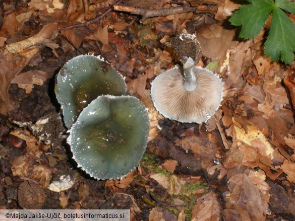 Stropharia aeruginosa