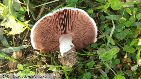 Agaricus campestris