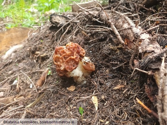 Gyromitra esculenta