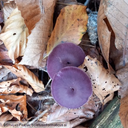 Laccaria amethystina