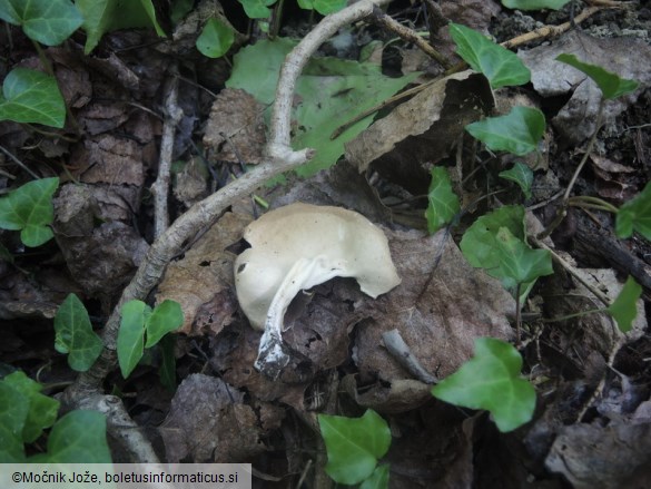 Helvella queletii