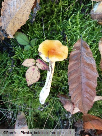 Hygrophorus aureus